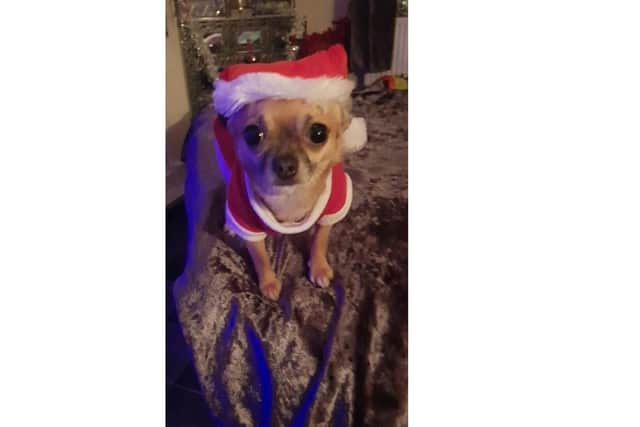 Gizmo is back at home with his mum Sandra