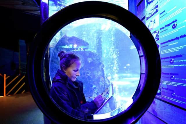 The annual Sealife Centre stock take at Scarborough Sealife Centre. Aquarist Athena Green making notes at the exhibits