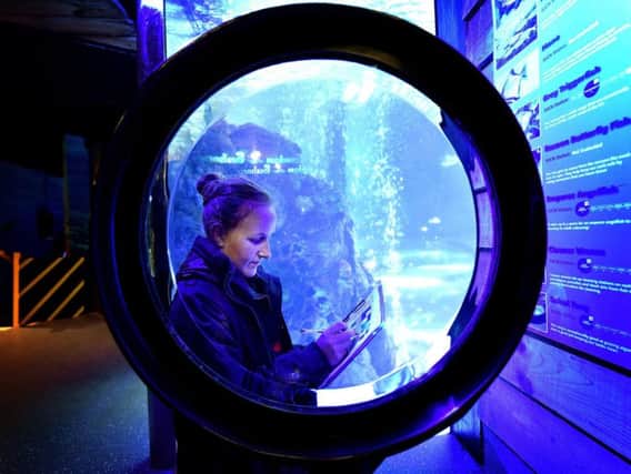 The annual Sealife Centre stock take at Scarborough Sealife Centre. Aquarist Athena Green making notes at the exhibits