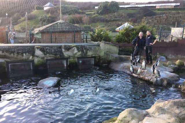 Scarborough Sea Life will have 36 penguins until potentially March