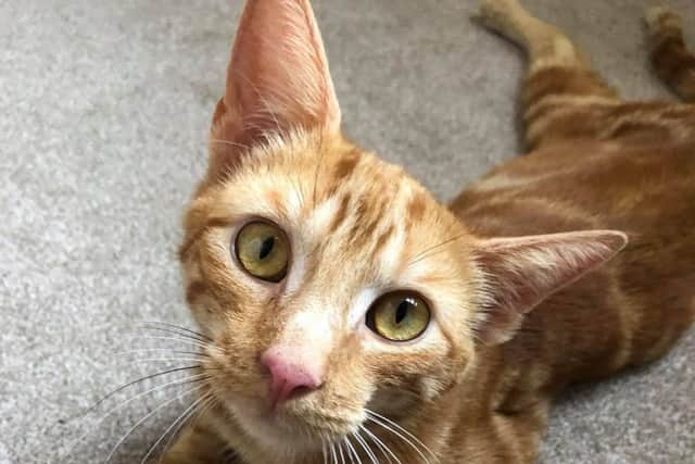 Charlie the tom cat who survived an amputation and paralysis after getting caught in a gin trap.