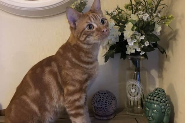 Charlie the tom cat who survived an amputation and paralysis after getting caught in a gin trap.
