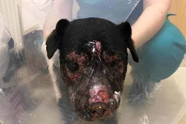 Paddy was immediately taken to the vet's for treatment for his injuries.