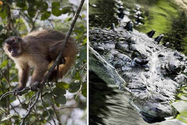 A capuchin monkey and saltwater crocodiles are among the animals being kept in Scarborough homes.
