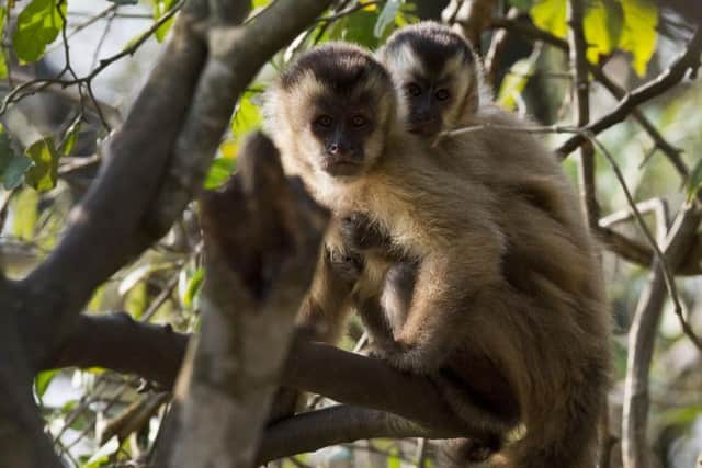Brown capuchin monkeys
