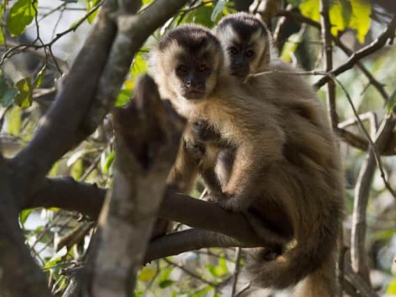 Brown capuchin monkeys