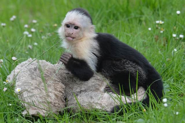 A female Capuchin Monkey (Cebus apella)