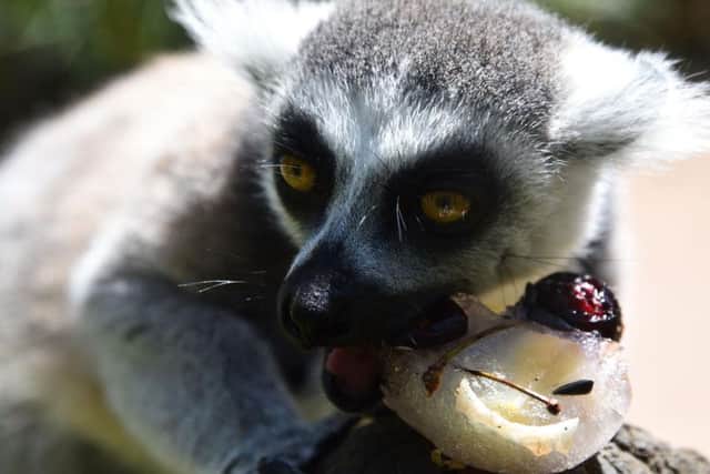 Two female ring-tailed lemurs (Lemur catta)