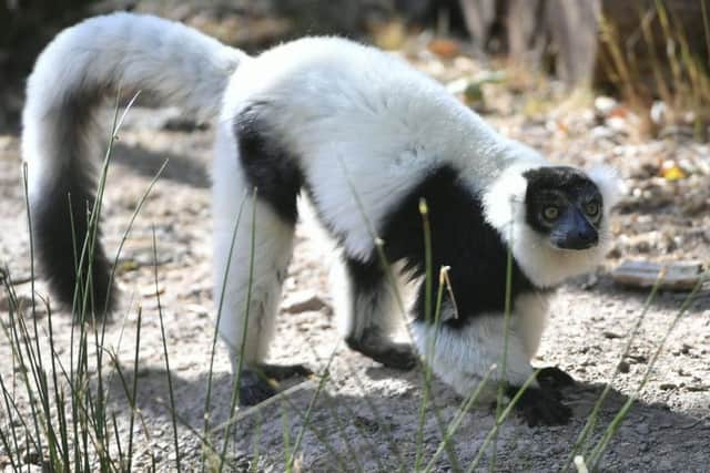 Two male ring-tailed lemurs (Lemur catta)