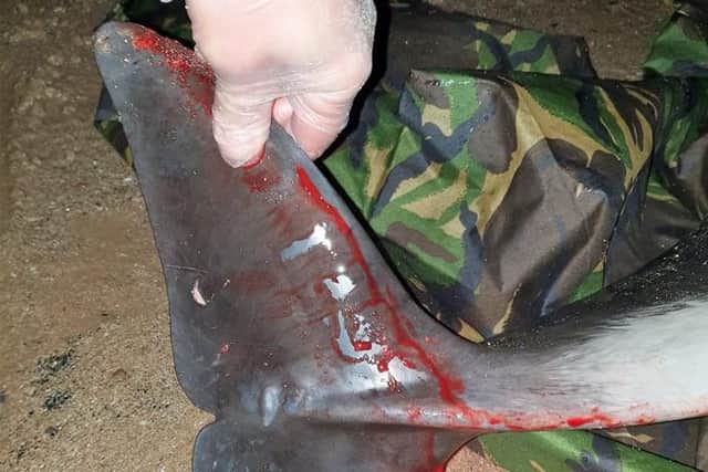 Injuries sustained by the porpoise.