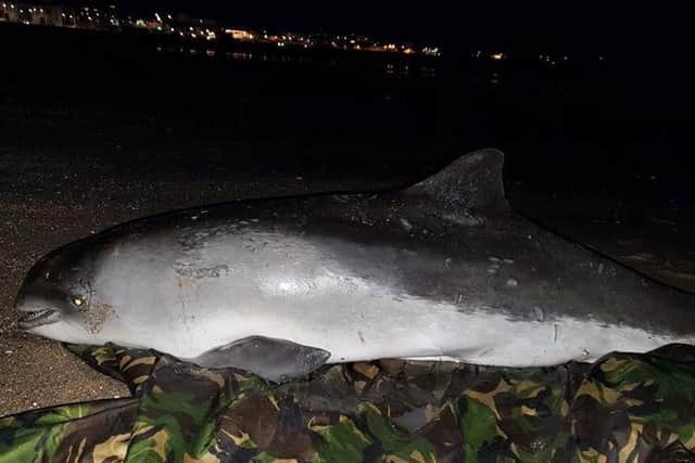 The hatrbour porpoise on Bridlington South Beach.