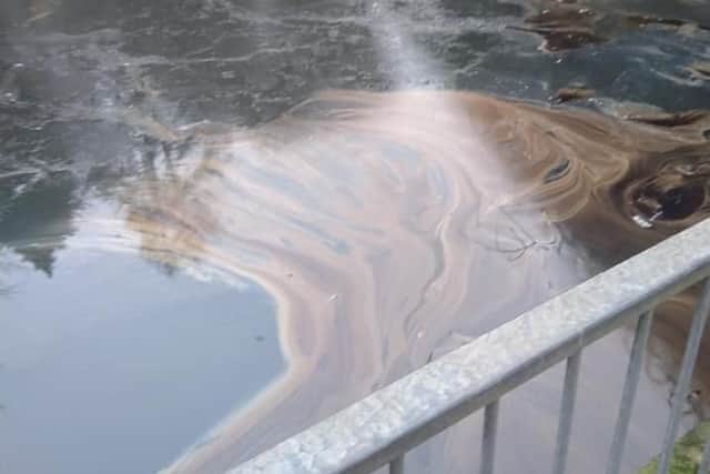 The duck pond in Valley Gardens has been contaminated