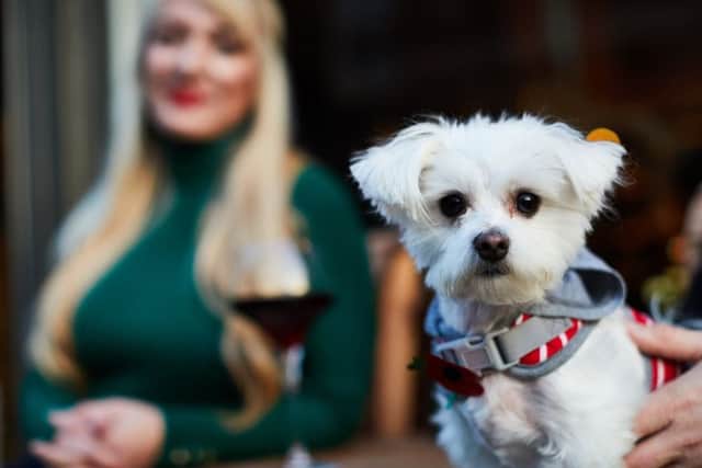 Earl will be able to avoid the crowds at the new Doggy Creche.