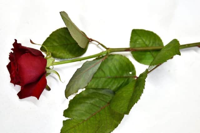 A red rose for Valentines day