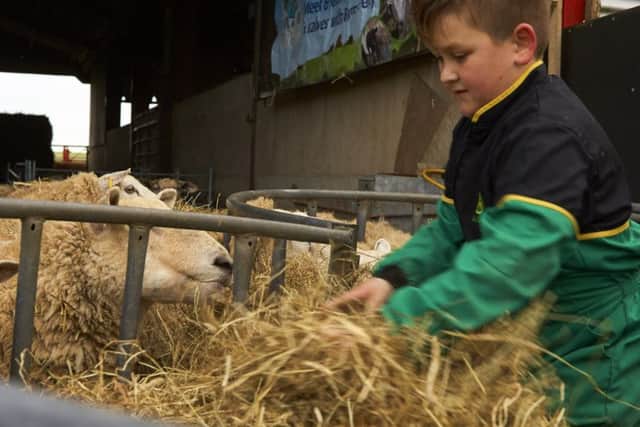 Feeding sheep at Humble Bee Farm.
