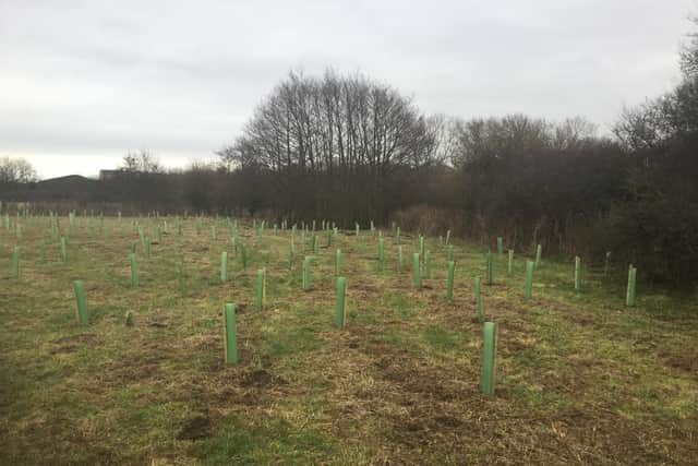 Scarborough's Armistice Centenary Wood.