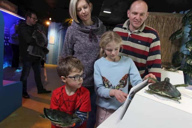 Turtle Rescue at Scarborough Sea Life Sanctuary