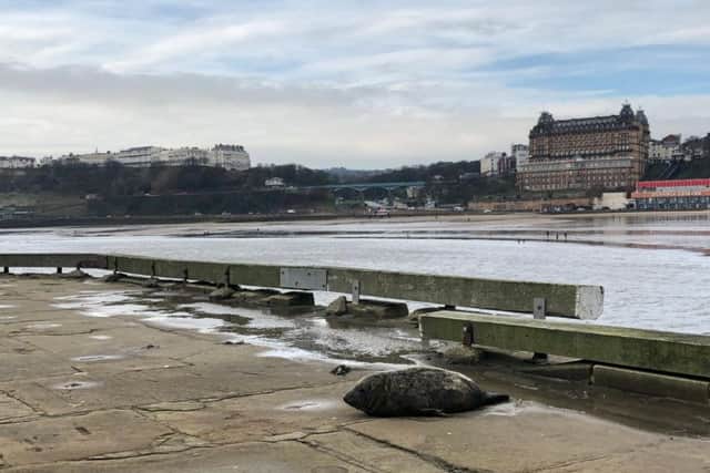 Oasis, the seal released at Ravenscar yesterday, was rescued today on the South Bay pier