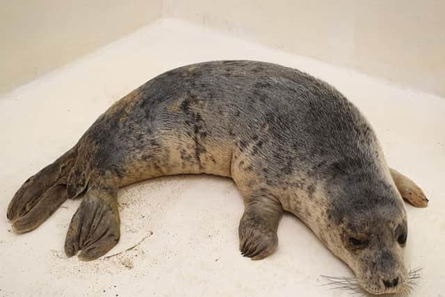 The seal was treated at The Sea Life Centre in Scarborough
