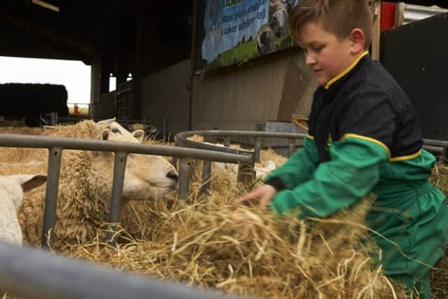 Humble Bee Farm is set to host its first lambing an calving open day.