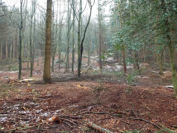 A portion of Raincliffe Woods photographed in January 2019.