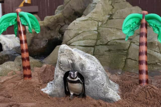 One of the Humboldt penguins on holiday to Scarborough.