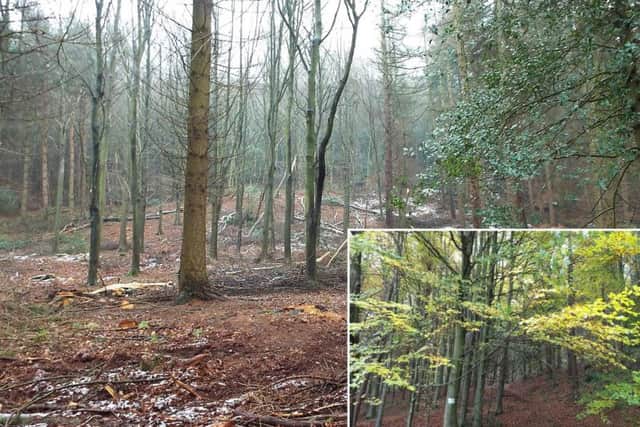 A portion of Raincliffe Woods pictured in January; inset, a picture of the same beech wood from last autumn.