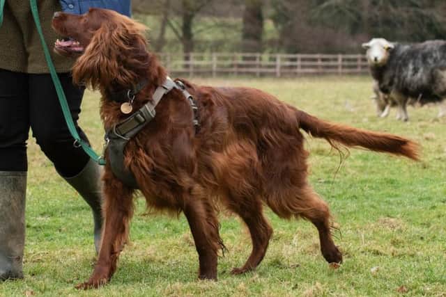 Charity survey reveals almost a quarter of dog owners report that their pet has chased animals, including livestock