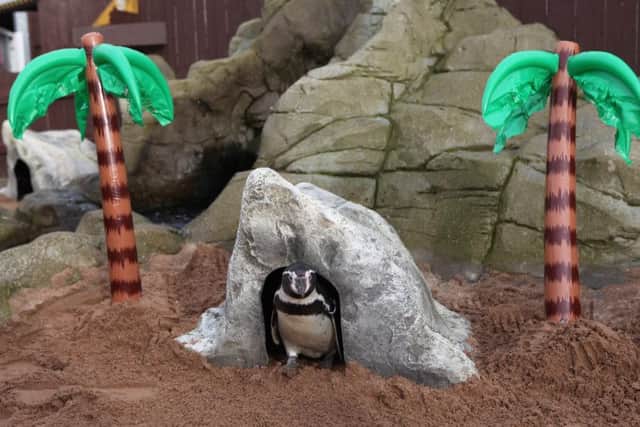 Sea Life Scarborough staff created a beach area for the penguin visitors.
