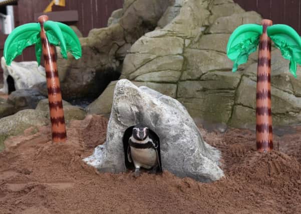 Sea Life Scarborough staff created a beach area for the penguin visitors.