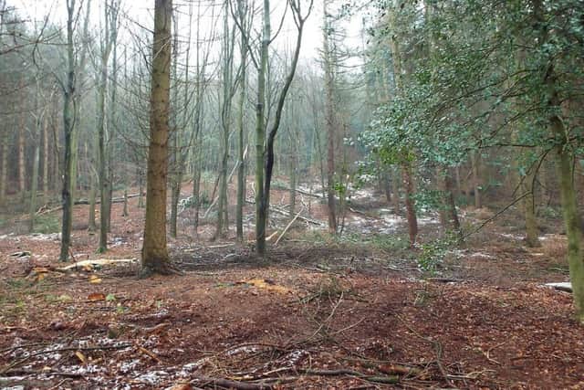 Raincliffe Woods