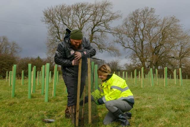 Volunteers from Sirius planting trees.