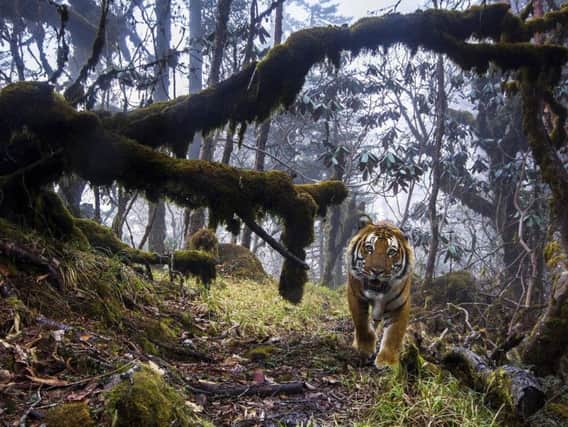 The photograph of a tiger will be in the exhibition