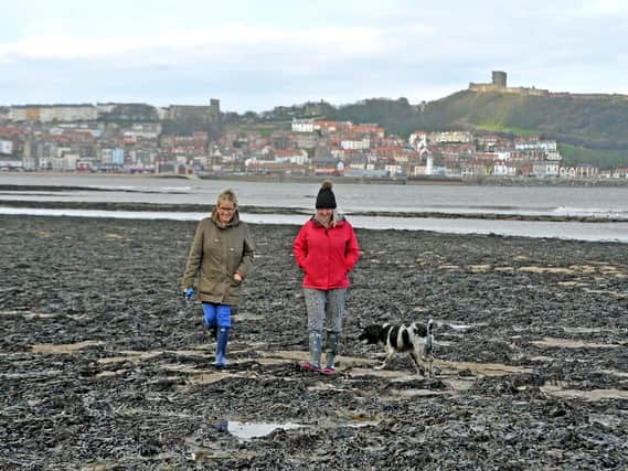 Viv Hemingway and Alison Murrell walk Jack through the seaweed on the South Bay in Scarborough.