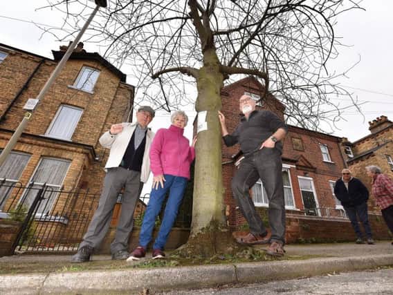 Ray Springall, Audrey Wood and John Hobson stand firm against North Yorkshire County Council's plans to remove trees on Westbourne Park.