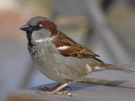 House sparrow