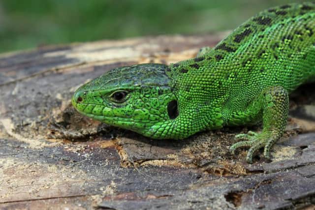 Distribution of the rare sand lizard is patchy but it can be found near the coast across the country and is legally protected as a threatened species under the 1981 Wildlife and Countryside Act.

It is the only egg-laying lizard in the UK and can be seen in the summer months, but will shelter underground at night and during the winter.