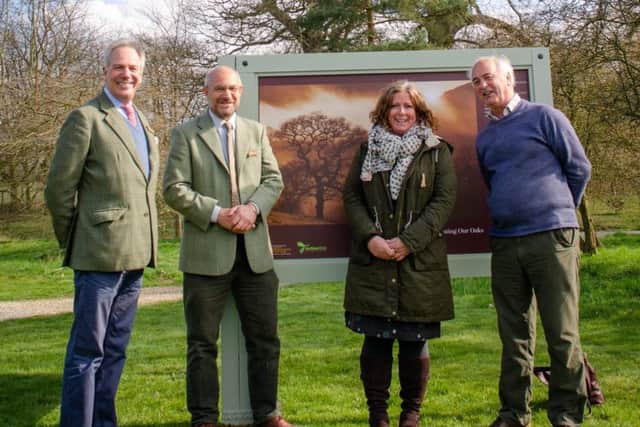 National Tree Champion Sir William Worsley at the Yorkshire Arboretum.
