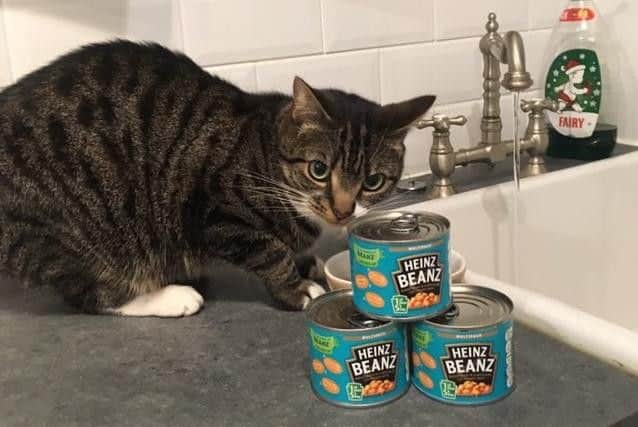 Simba has survived thanks to baked beans.