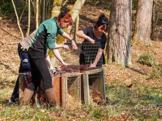 Beavers released into forest