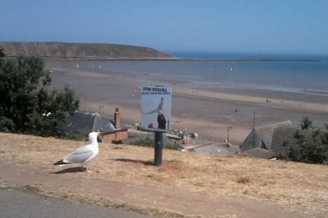 This photograph, taken by Cathy Purser, shows a seagull taking notice of a no feeding sign in Filey.