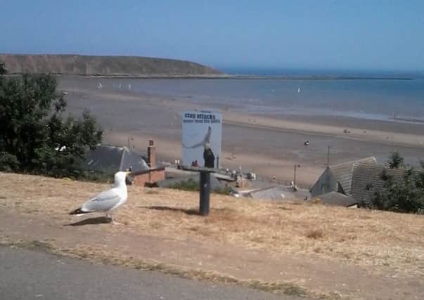 This photograph, taken by Cathy Purser, shows a seagull taking notice of a no feeding sign in Filey.