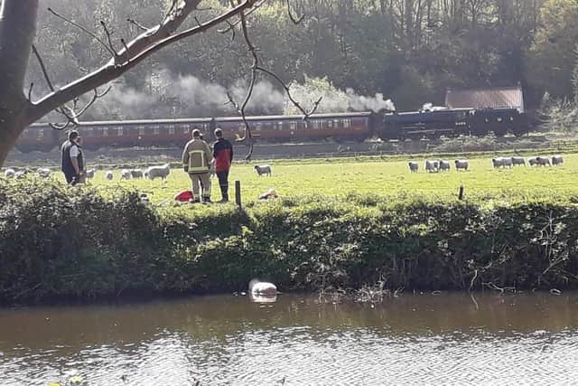 Fire crews rescued the large sheep which had become stuck in the middle of the river Esk. Picture by Steven Harris (NYFRS)