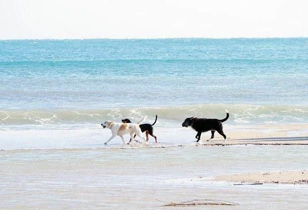 Dog bans on beaches come into force today.