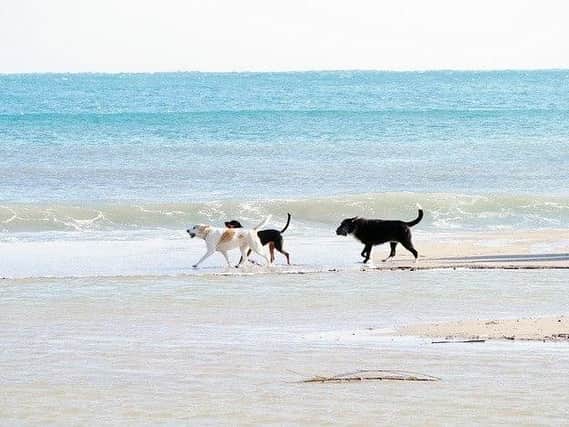 Dog bans on beaches come into force today.
