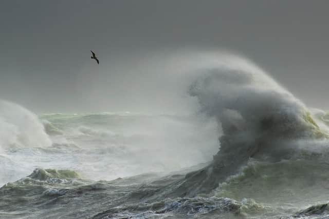 By Craig Denford, Storm Gull, Newhaven, East Sussex.
