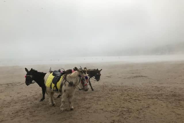 South Bay donkeys
