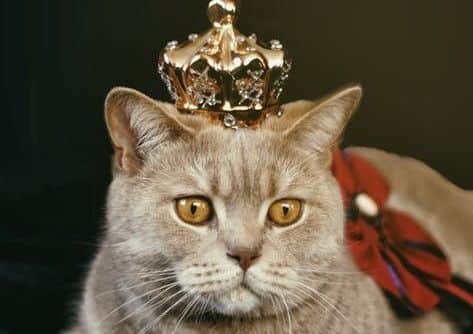 The Motor Neurone Disease associations Scarborough and Bridlington Group is creating a pet calendar, and is looking to feature purrfect cats and delightful dogs.
