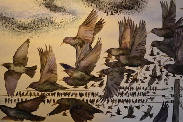 Starlings by Jackie Morris