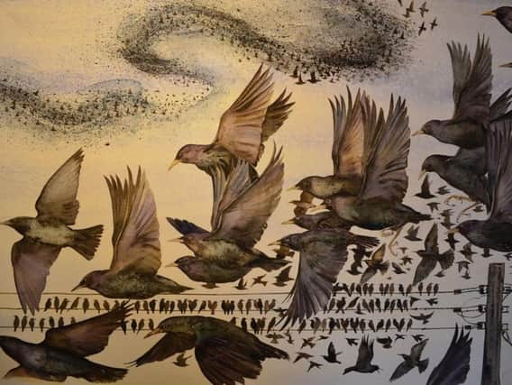 Starlings by Jackie Morris